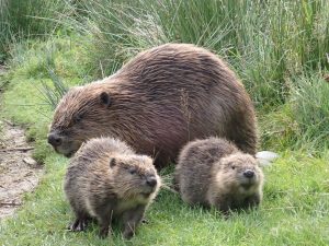 Blaeneinion Beaver Retreat