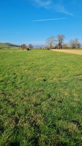 Ash Tree Meadow